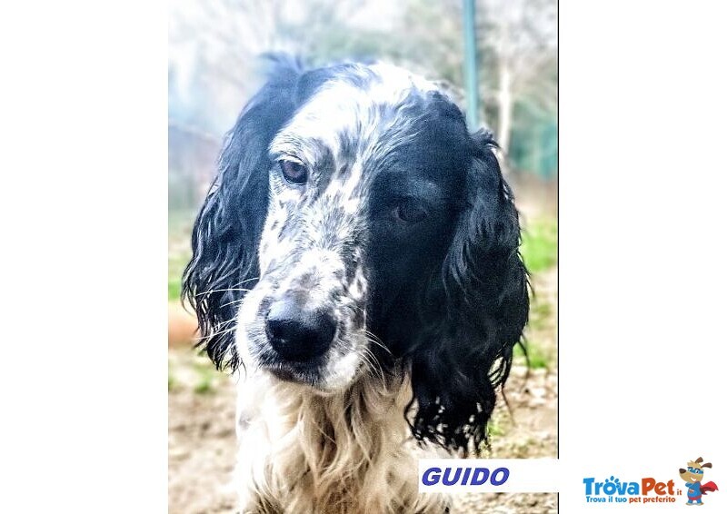 Guido Setter di 4anni Buono, Adorabile - Foto n. 1