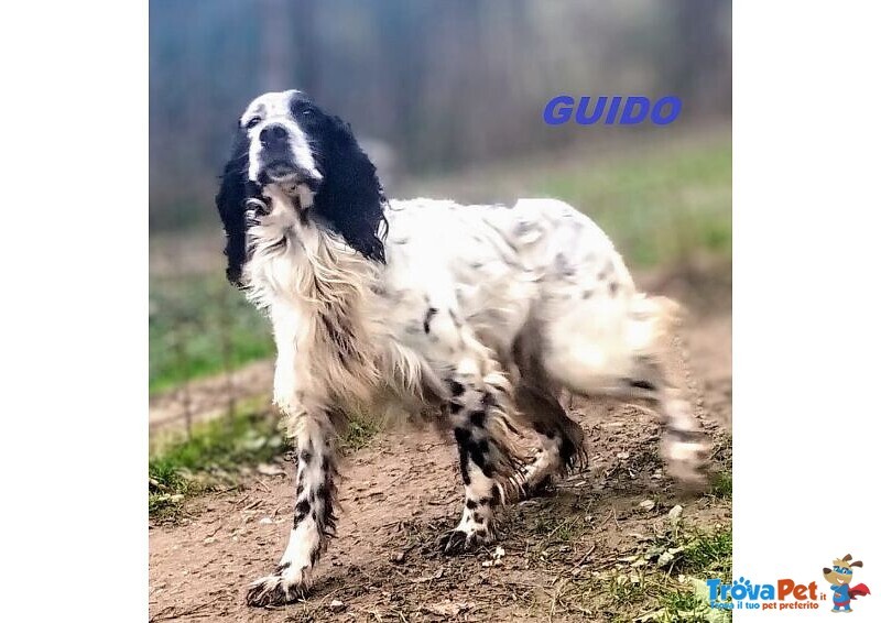 Guido Setter di 4anni Buono, Adorabile - Foto n. 2