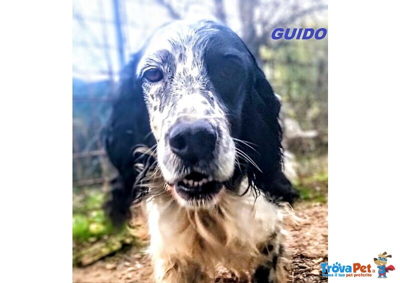 Guido Setter di 4anni Buono, Adorabile - Foto n. 3