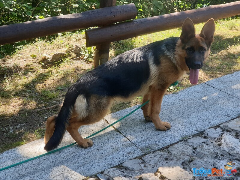 Ultima Cucciola di Pastore Tedesco da Bellezza - Foto n. 1