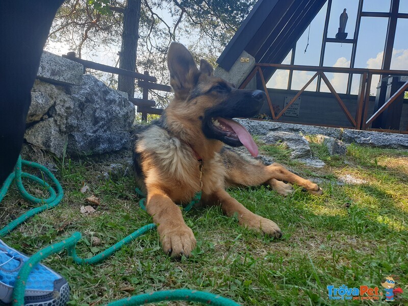 Ultima Cucciola di Pastore Tedesco da Bellezza - Foto n. 2