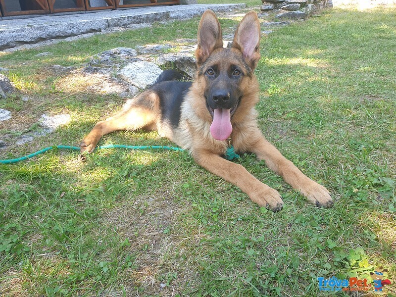 Ultima Cucciola di Pastore Tedesco da Bellezza - Foto n. 3