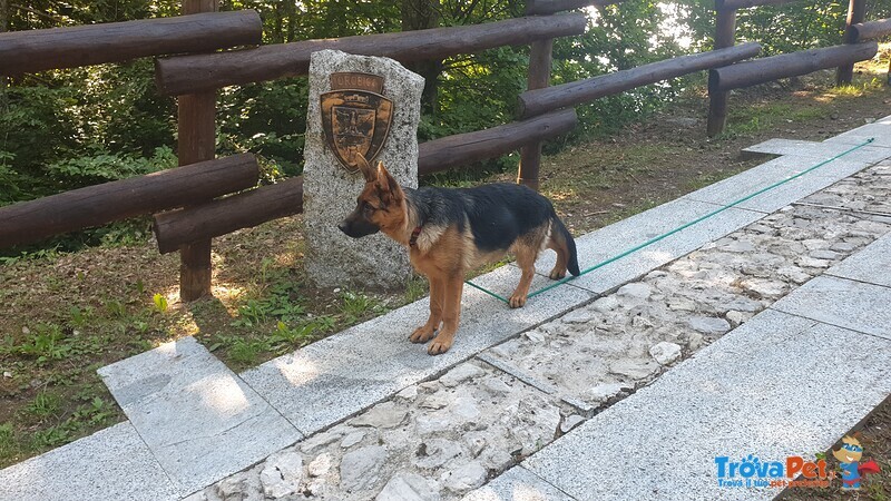 Ultima Cucciola di Pastore Tedesco da Bellezza - Foto n. 4
