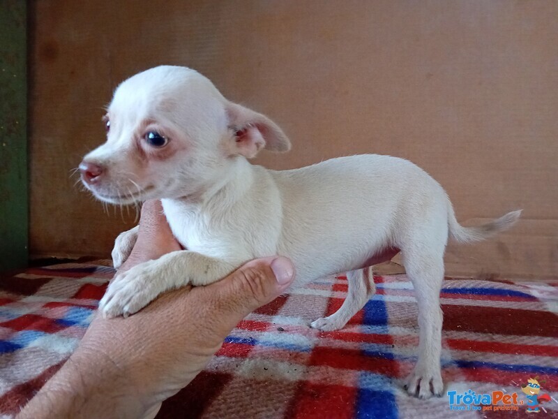 Chihuahua Femmina - Foto n. 1