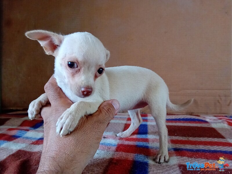 Chihuahua Femmina - Foto n. 2