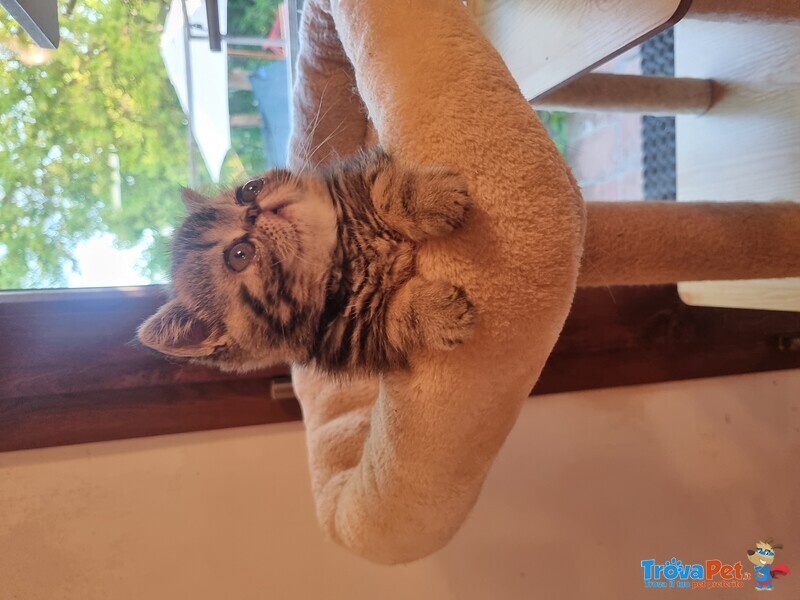 Cuccioli di Exotic Shorthair in Cerca di Coccoole - Foto n. 2