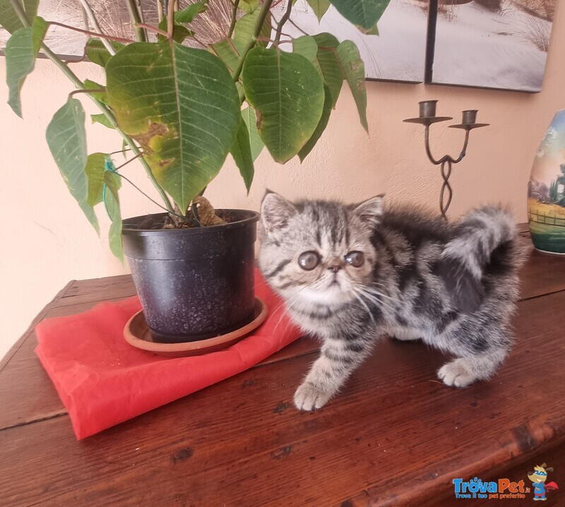 Cuccioli di Exotic Shorthair in Cerca di Coccoole - Foto n. 1