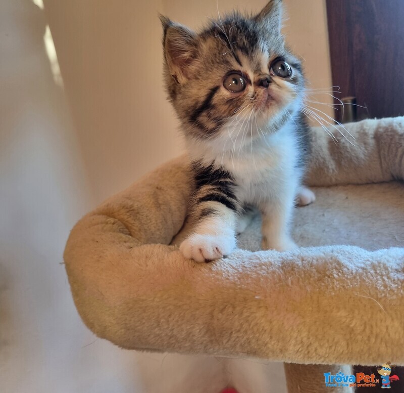 Cuccioli di Exotic Shorthair in Cerca di Coccoole - Foto n. 3