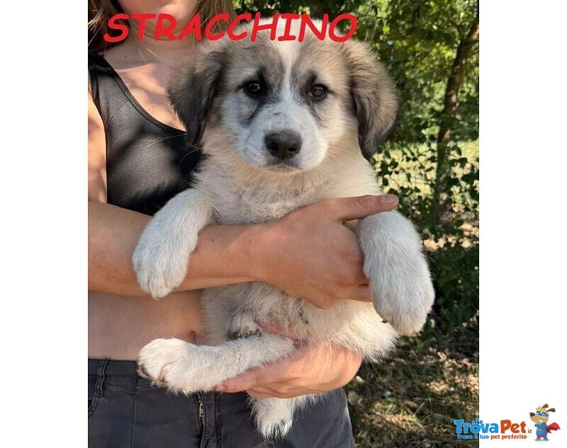 Stracchino Cucciolo Adorabile tg Mediogrande - Foto n. 1