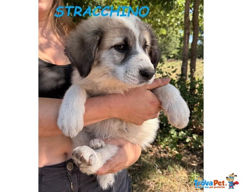 Stracchino Cucciolo Adorabile tg Mediogrande - Foto n. 2