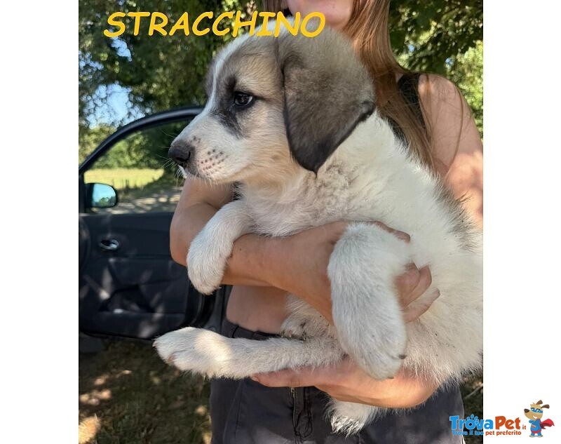 Stracchino Cucciolo Adorabile tg Mediogrande - Foto n. 3