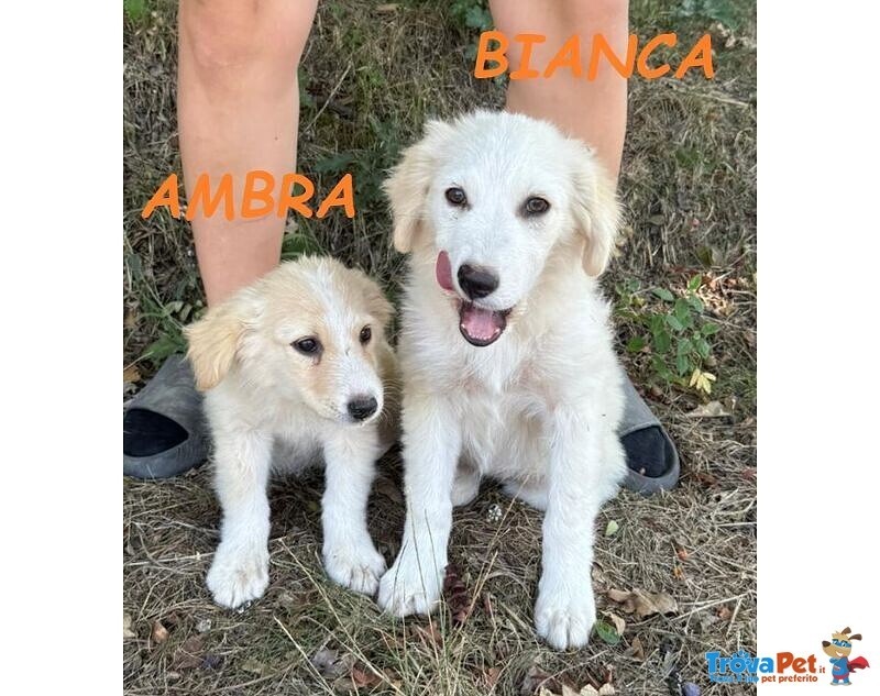 Bianca 4mesi Dolcissima Batuffola - Foto n. 1