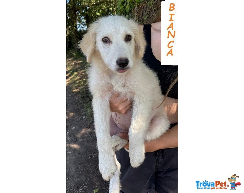Bianca 4mesi Dolcissima Batuffola - Foto n. 3