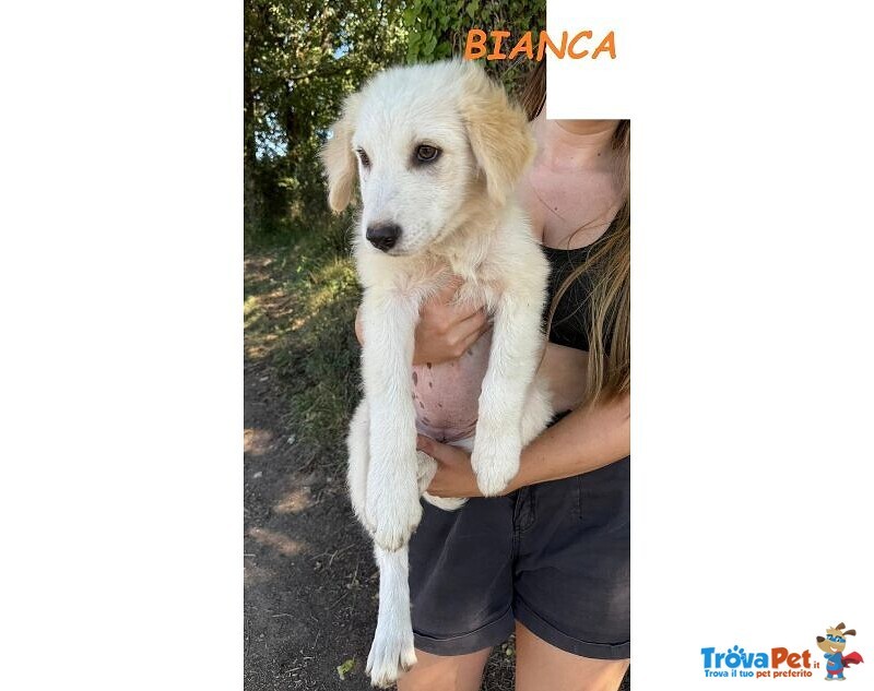 Bianca 4mesi Dolcissima Batuffola - Foto n. 4