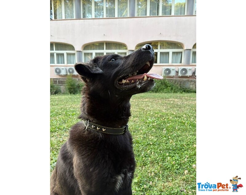 Nero 2,5anni Molto Affettuoso - Urgente! - Foto n. 1