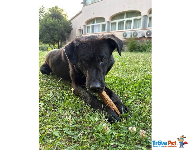 Nero 2,5anni Molto Affettuoso - Urgente! - Foto n. 2