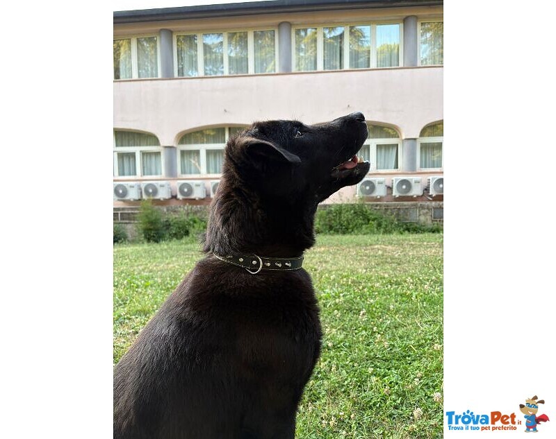Nero 2,5anni Molto Affettuoso - Urgente! - Foto n. 3