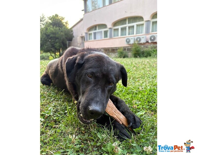 Nero 2,5anni Molto Affettuoso - Urgente! - Foto n. 4