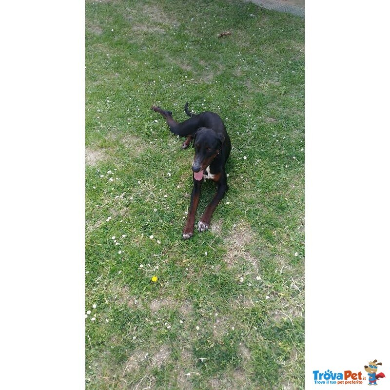 Nero 2,5anni Molto Affettuoso - Urgente! - Foto n. 5