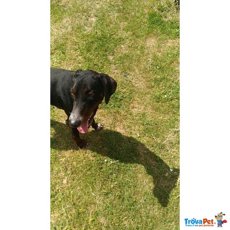 Nero 2,5anni Molto Affettuoso - Urgente! - Foto n. 6
