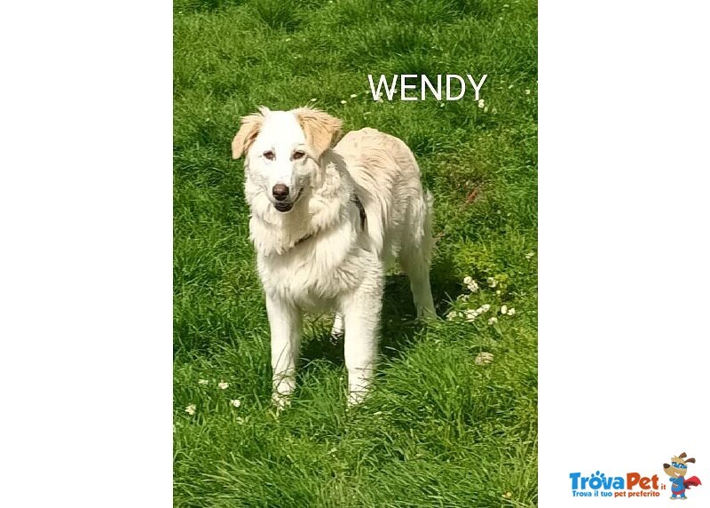 Wendy Giovane Timidina tg Medio Grande - Foto n. 4