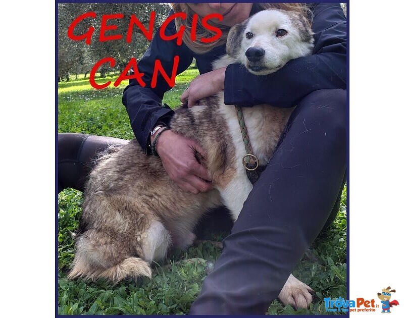 Gengis can 12 anni Adorabile Nonnino - Foto n. 1