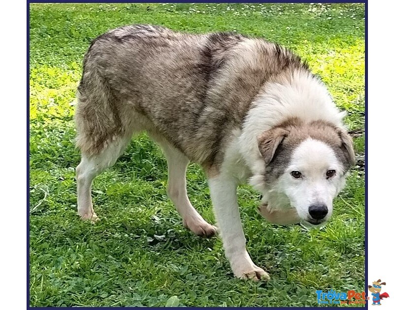 Gengis can 12 anni Adorabile Nonnino - Foto n. 3