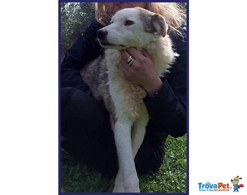 Gengis can 12 anni Adorabile Nonnino - Foto n. 5