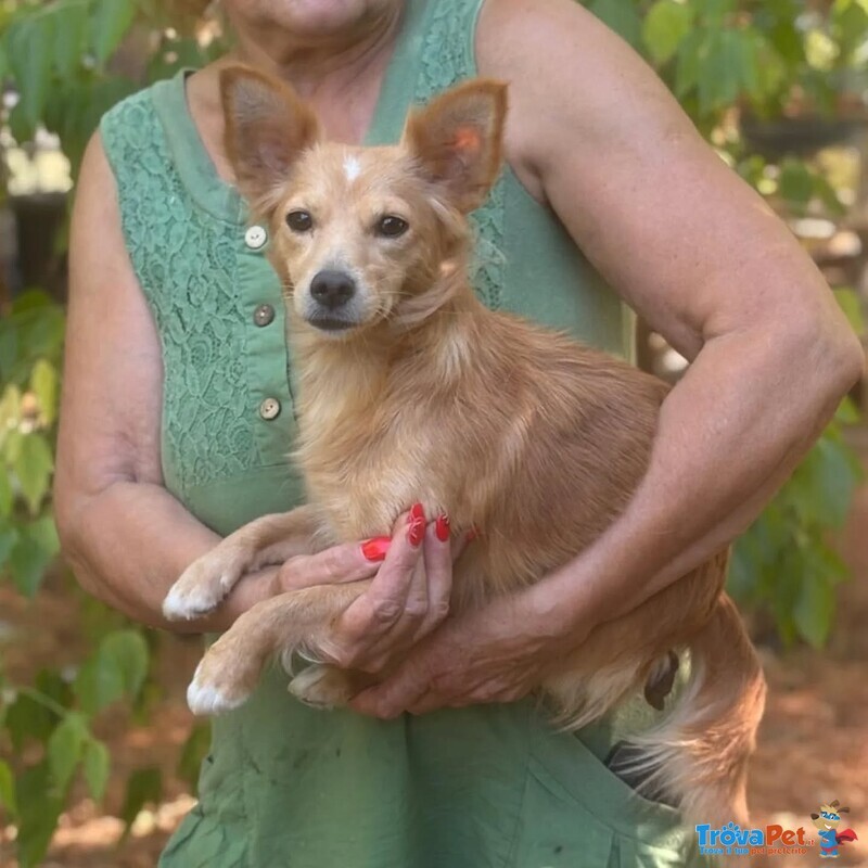Maya 1 anno mix Chihuahua Cerca Casa - Foto n. 2