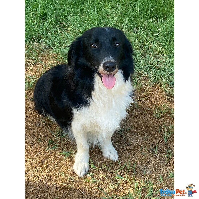 Maurizio Simil Border Collie 5 anni Cerca Adozione - Foto n. 1