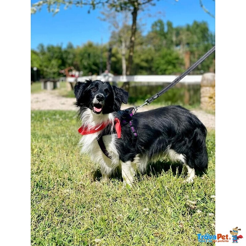 Maurizio Simil Border Collie 5 anni Cerca Adozione - Foto n. 2
