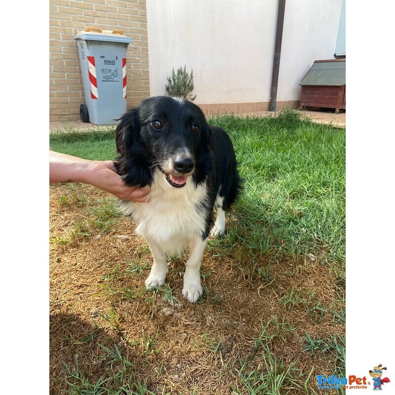 Maurizio Simil Border Collie 5 anni Cerca Adozione - Foto n. 3