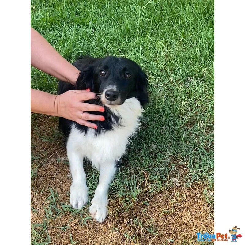 Maurizio Simil Border Collie 5 anni Cerca Adozione - Foto n. 4