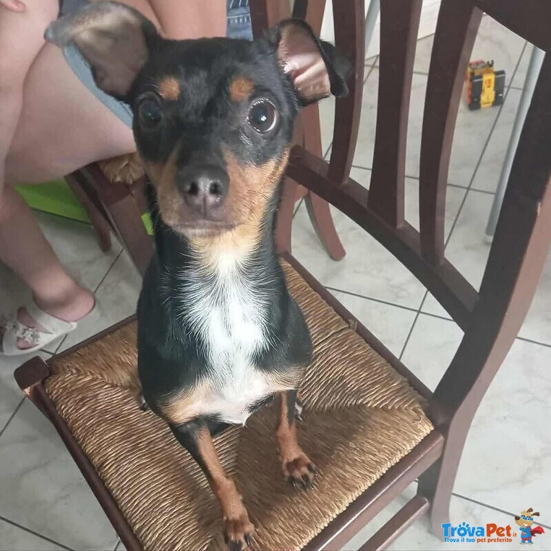 Mia Dolce Pinscherina 3 anni Cerca casa (taglia mini 5 Kg) - Foto n. 1