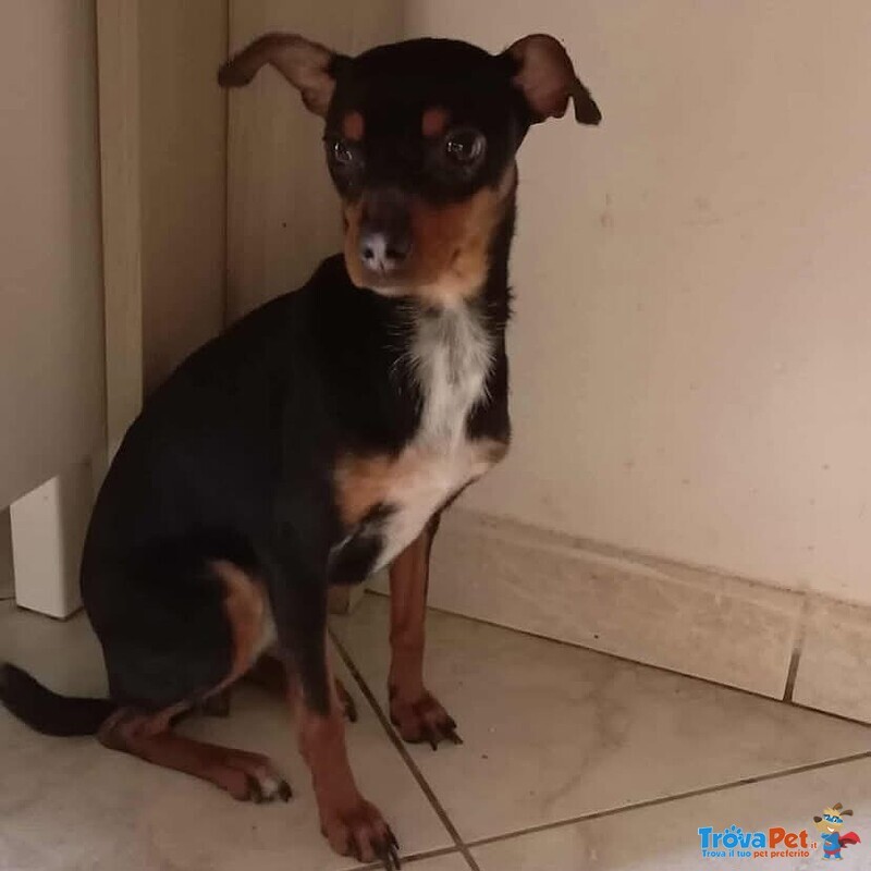 Mia Dolce Pinscherina 3 anni Cerca casa (taglia mini 5 Kg) - Foto n. 2