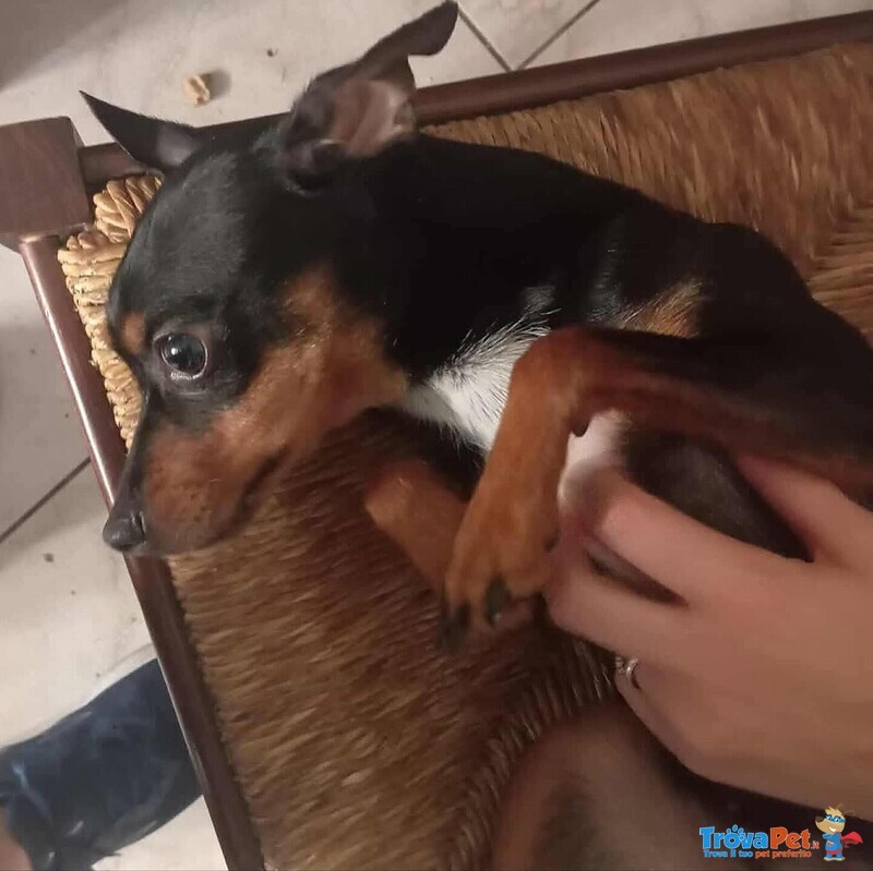 Mia Dolce Pinscherina 3 anni Cerca casa (taglia mini 5 Kg) - Foto n. 3