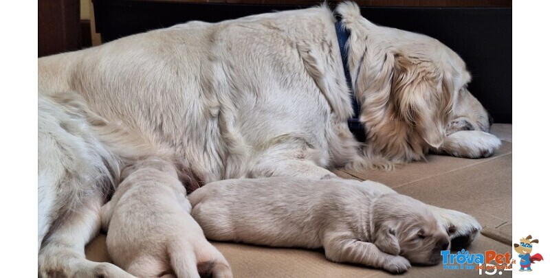 Golden Retriever - Foto n. 1