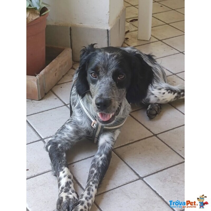 Lillo Cucciolo Breton 7/8 mesi Cerca casa - Abbandonato Sotto la Pioggia!! - Foto n. 1