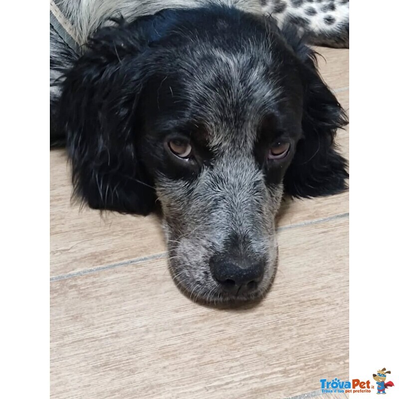 Lillo Cucciolo Breton 7/8 mesi Cerca casa - Abbandonato Sotto la Pioggia!! - Foto n. 2