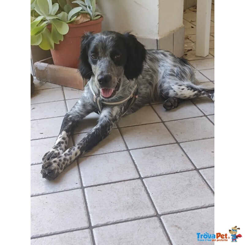 Lillo Cucciolo Breton 7/8 mesi Cerca casa - Abbandonato Sotto la Pioggia!! - Foto n. 3