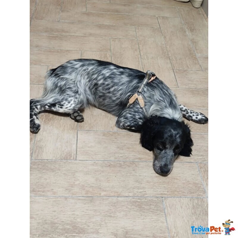 Lillo Cucciolo Breton 7/8 mesi Cerca casa - Abbandonato Sotto la Pioggia!! - Foto n. 5