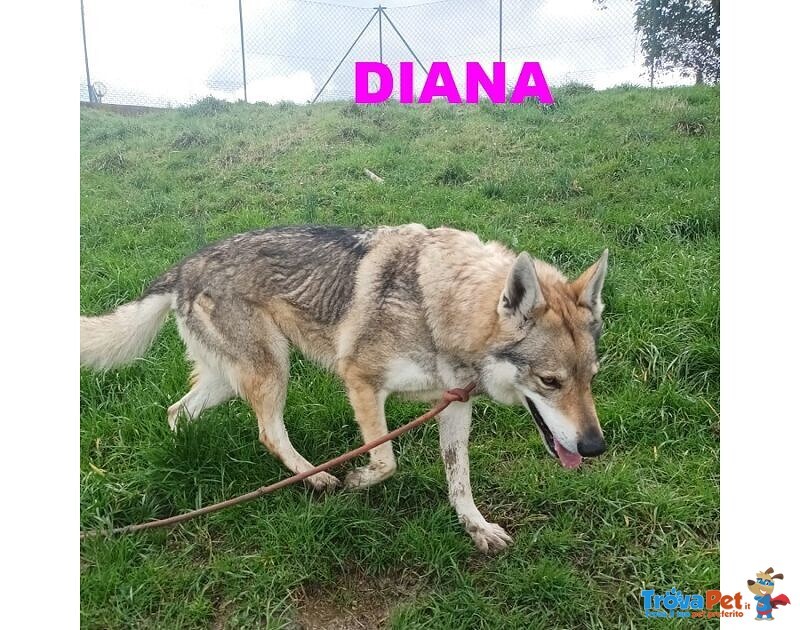 Diana solo per Esperti! - Foto n. 2