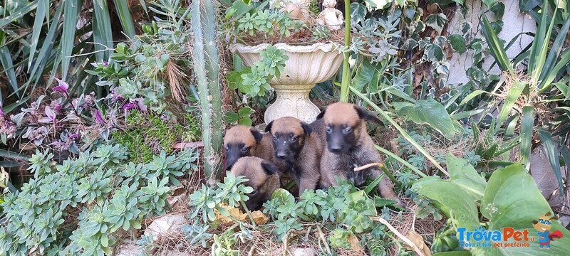 Allevamento e Cuccioli Pastore Belga Malinois in Campania Puglia Calabria Basilicata - Foto n. 1