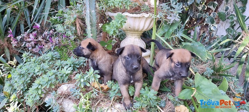 Allevamento e Cuccioli Pastore Belga Malinois in Campania Puglia Calabria Basilicata - Foto n. 2