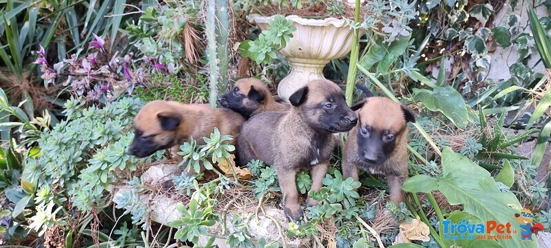 Allevamento e Cuccioli Pastore Belga Malinois in Campania Puglia Calabria Basilicata - Foto n. 3