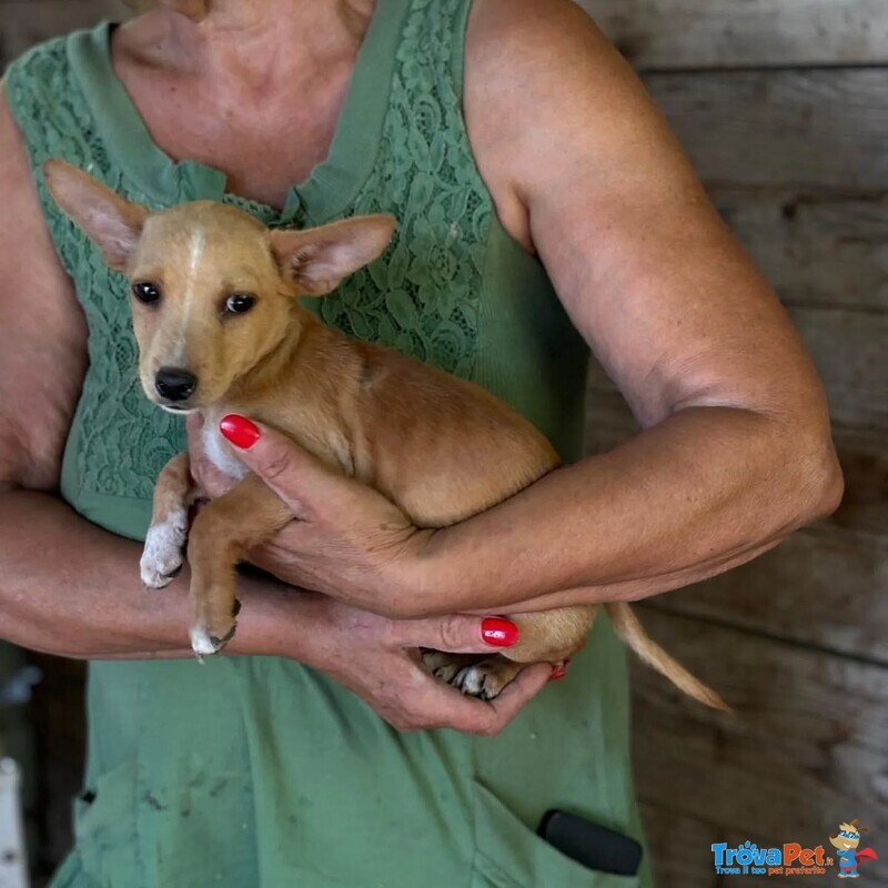 Becky Incrocio Chihuahua Bassotto Cerca Adozione - Foto n. 2