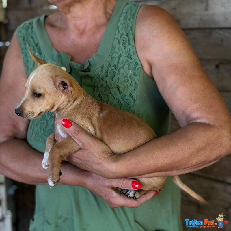 Becky Incrocio Chihuahua Bassotto Cerca Adozione - Foto n. 3
