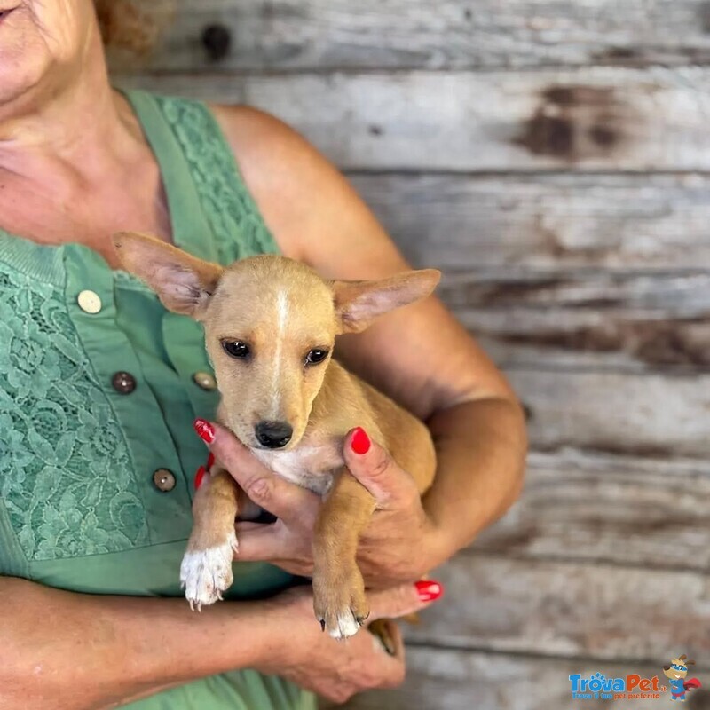Becky Incrocio Chihuahua Bassotto Cerca Adozione - Foto n. 4