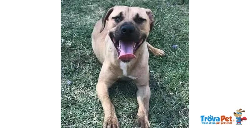 Otis Simpatico e Socievole! - Foto n. 1