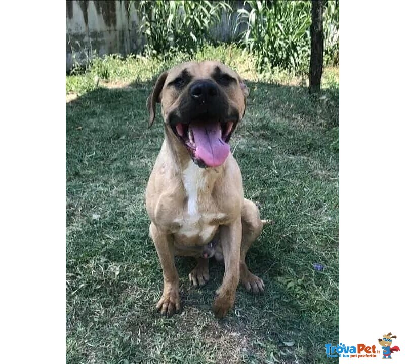 Otis Simpatico e Socievole! - Foto n. 3